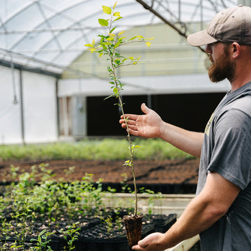 Image of "Wild" crab apple tree seedling.